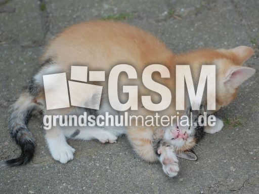 Junge Katzen4.JPG